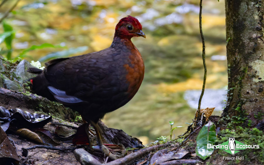 Borneo Sabah birding tour report