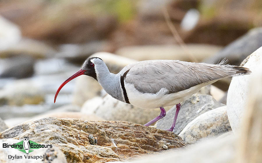 Central Asia Birding Tour
