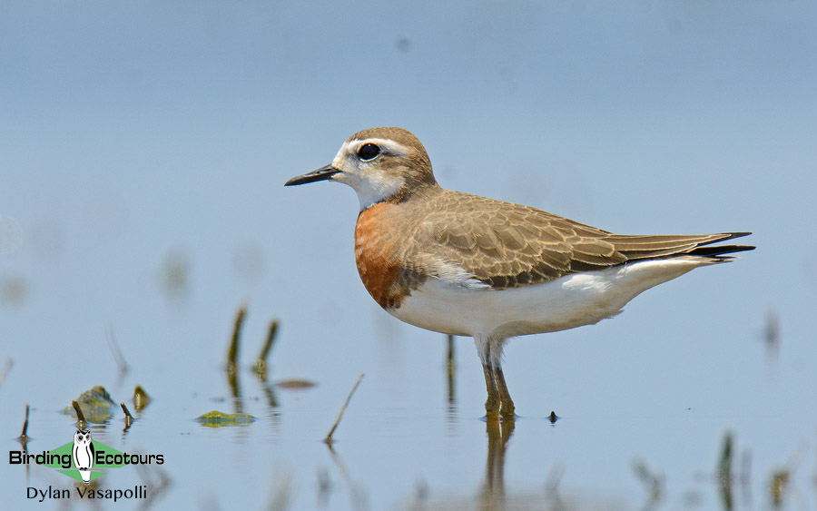 Central Asia Birding Tour