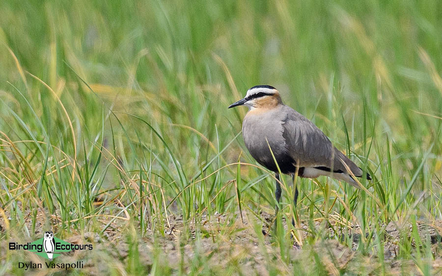 Central Asia Birding Tour