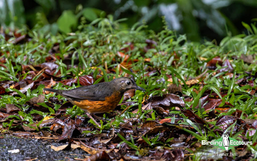 Borneo Sabah birding tour report