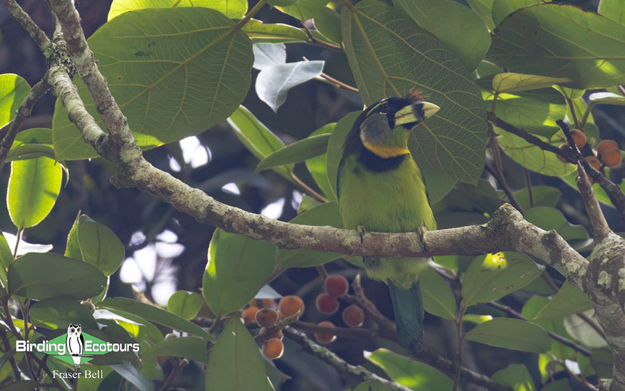 Peninsula Malaysia birding tour report