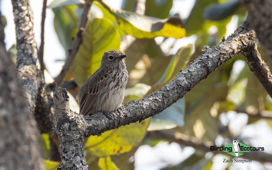 Angola Birding tour report