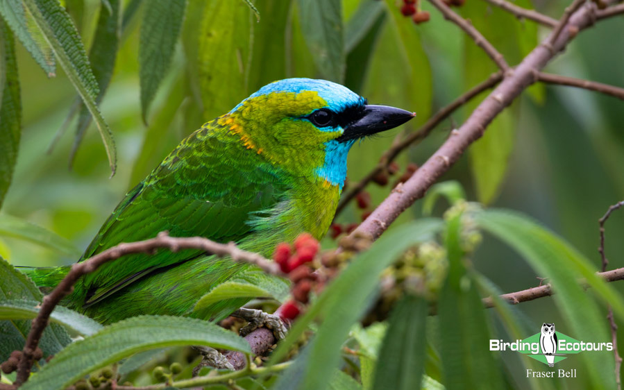 Borneo Sabah birding tour report