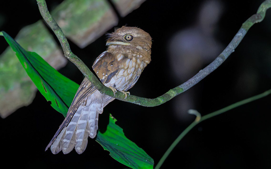 Peninsula Malaysia birding tour report