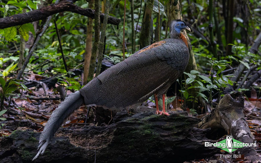 Peninsula Malaysia birding tour report