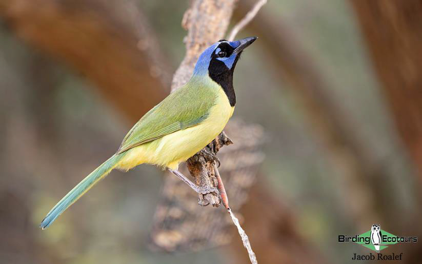 Southern Texas birding trip report