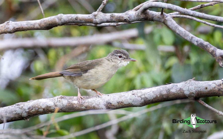 Angola Birding tour report
