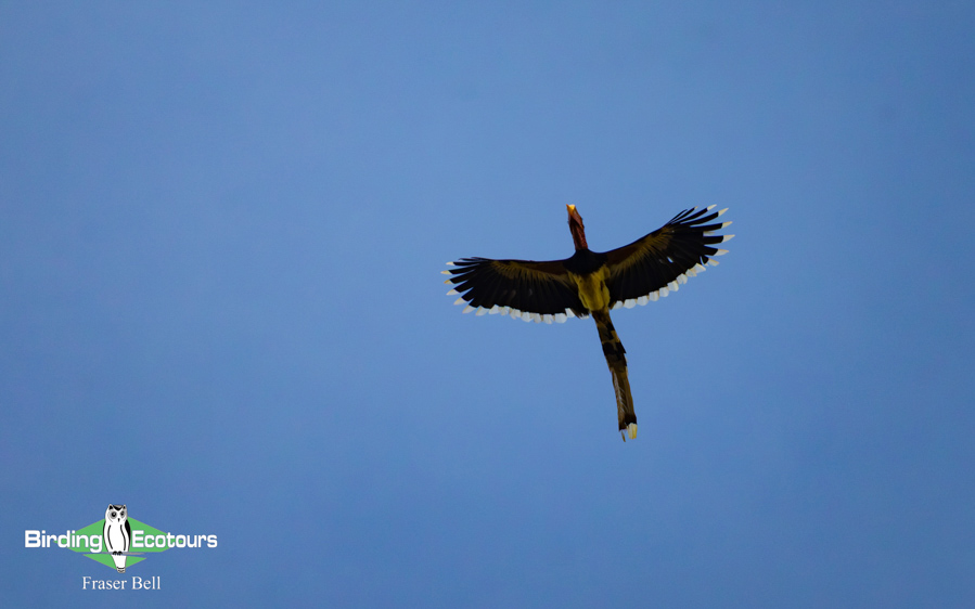 Borneo Sabah birding tour report