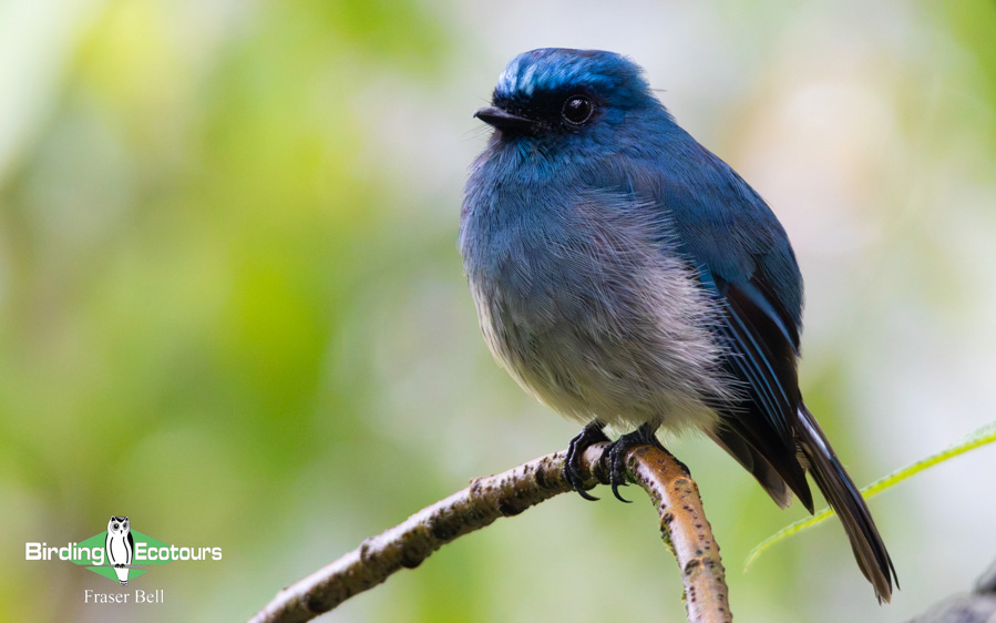 Borneo Sabah birding tour report