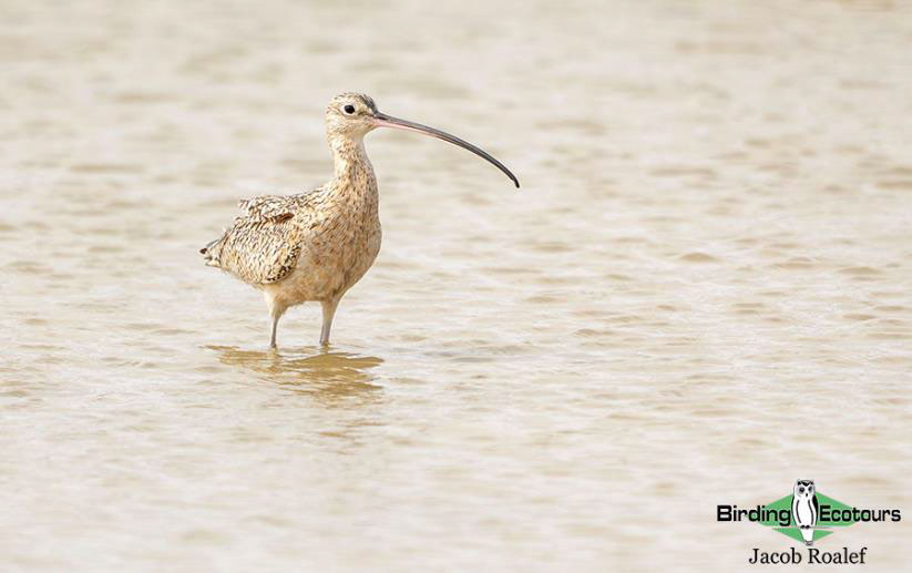 Southern Texas birding trip report