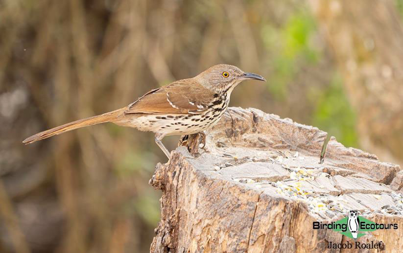 Southern Texas birding trip report