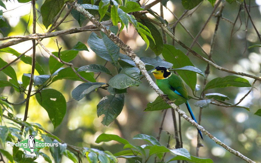Peninsula Malaysia birding tour report