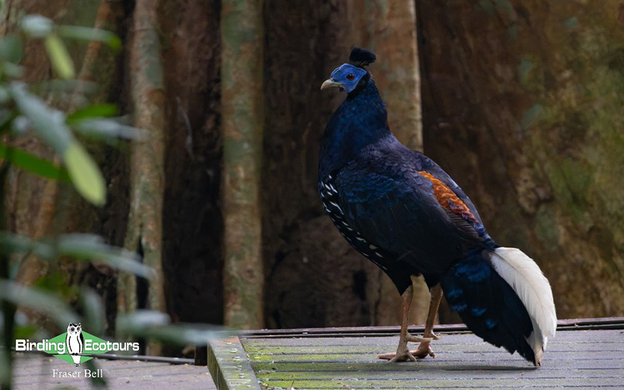 Peninsula Malaysia birding tour report