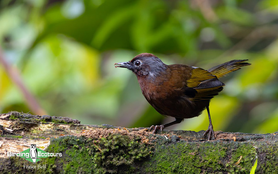Peninsula Malaysia birding tour report