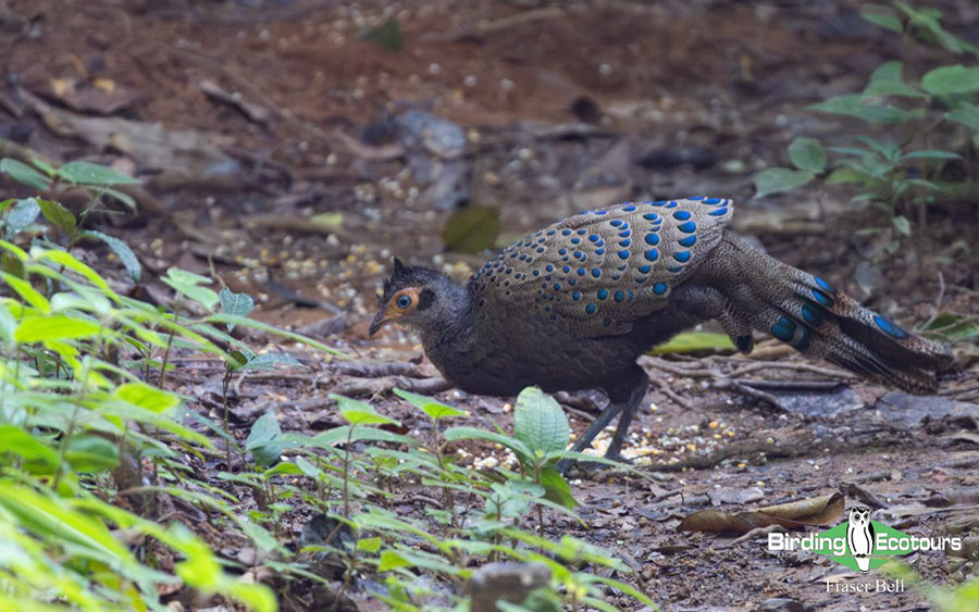 Peninsula Malaysia birding tour report