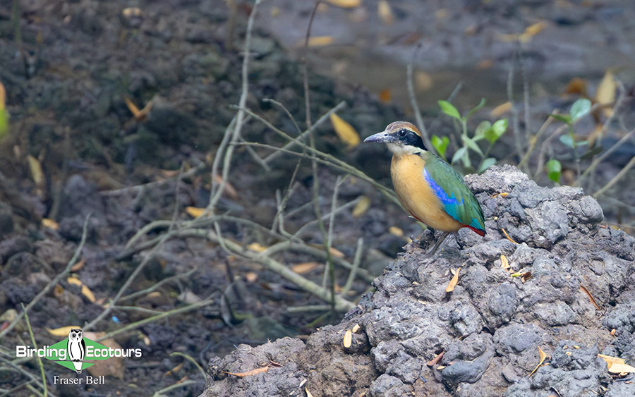 Peninsula Malaysia birding tour report