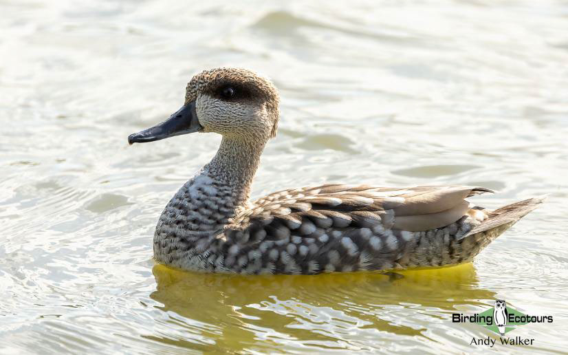 Central Asia Birding Tour