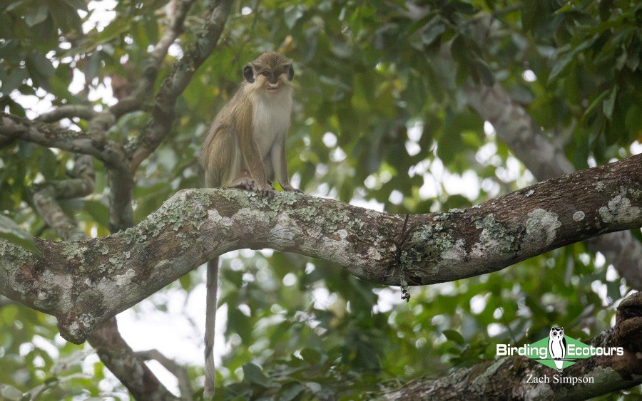 Angola Birding tour report