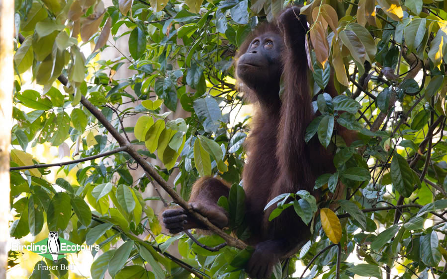 Borneo Sabah birding tour report