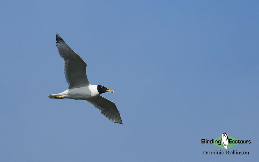 Central Asia Birding Tour