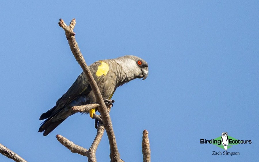Angola Birding tour report