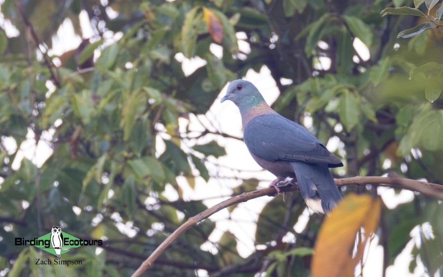 Angola Birding tour report