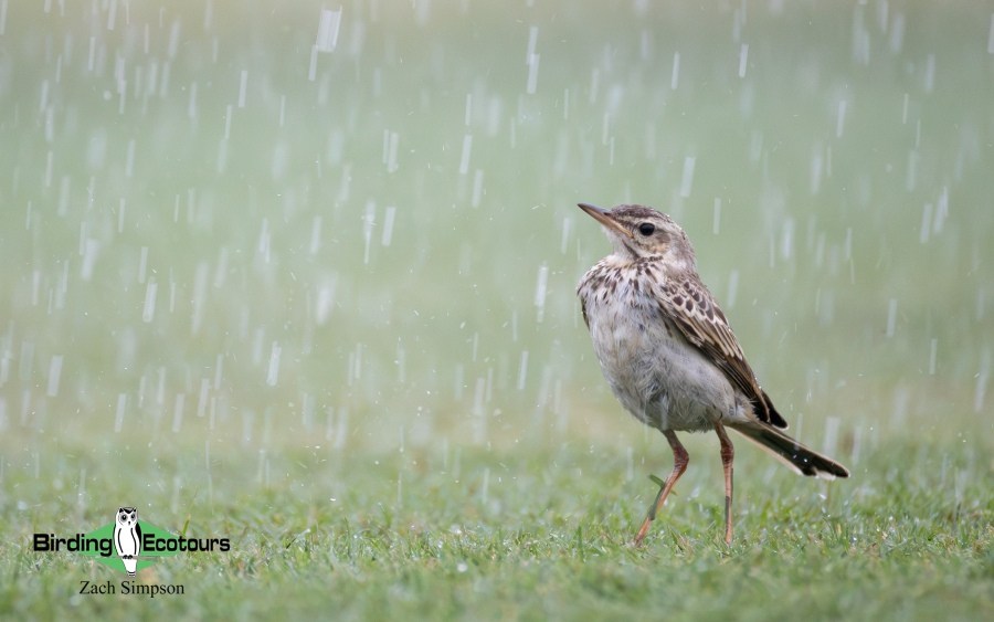 Angola Birding tour report