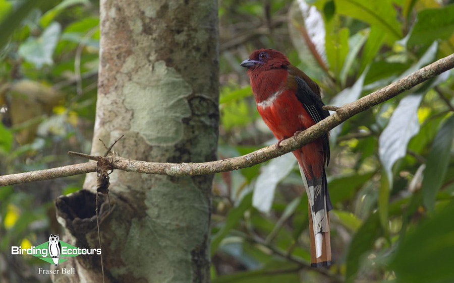 Peninsula Malaysia birding tour report