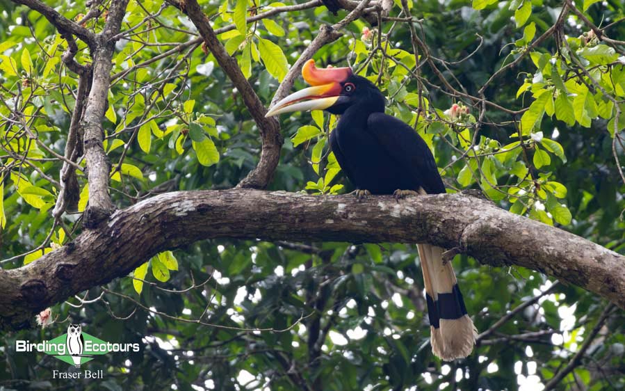 Borneo Sabah birding tour report