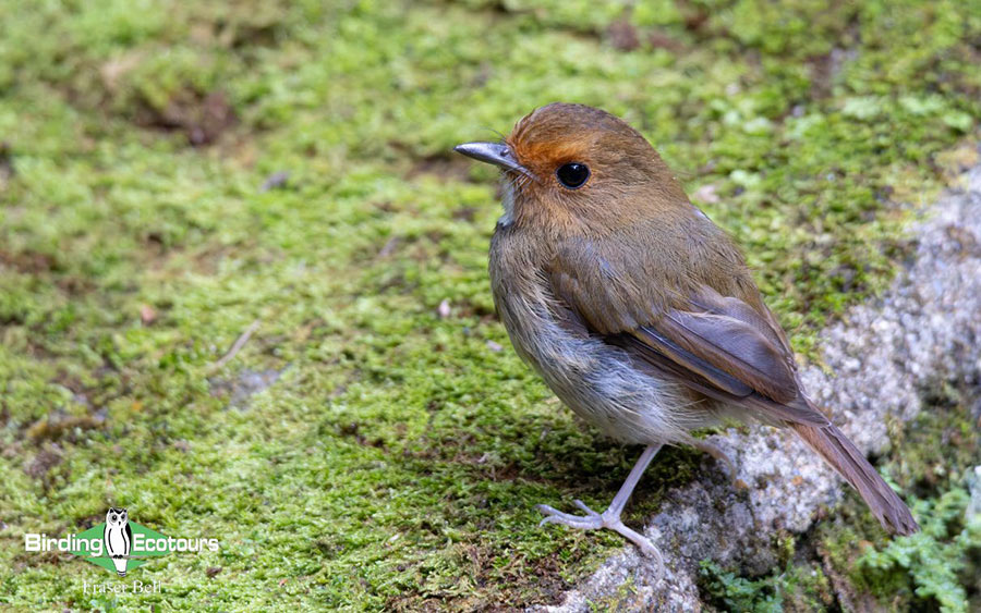 Peninsula Malaysia birding tour report