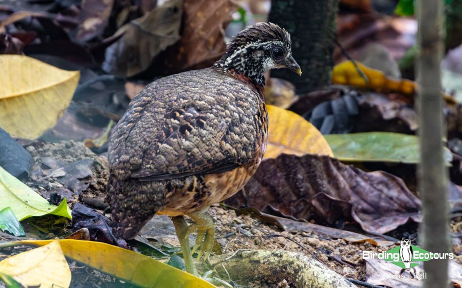 Borneo Sabah birding tour report