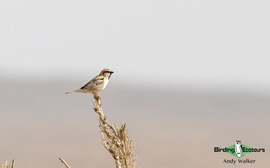 Central Asia Birding Tour
