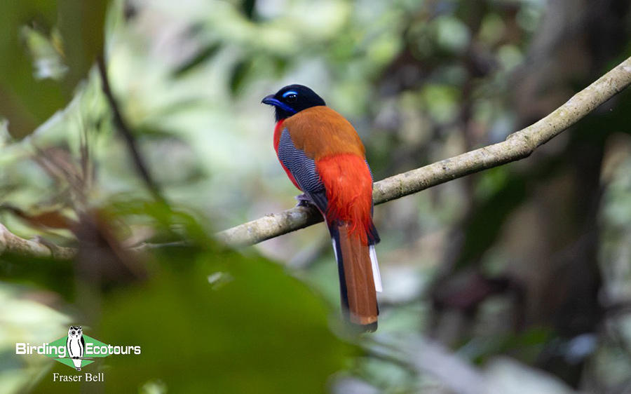 Peninsula Malaysia birding tour report