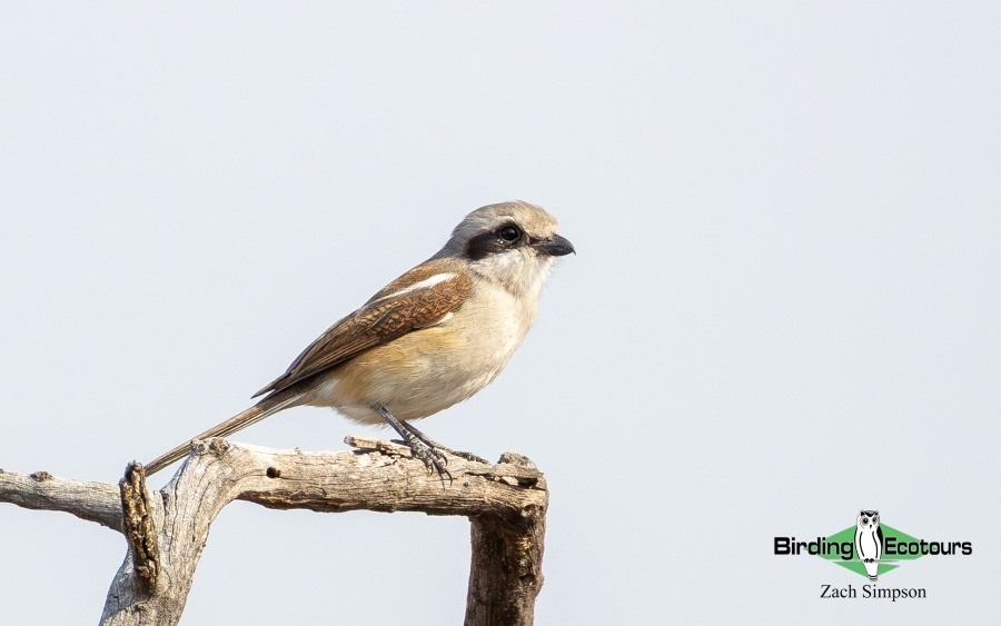 Angola Birding tour report