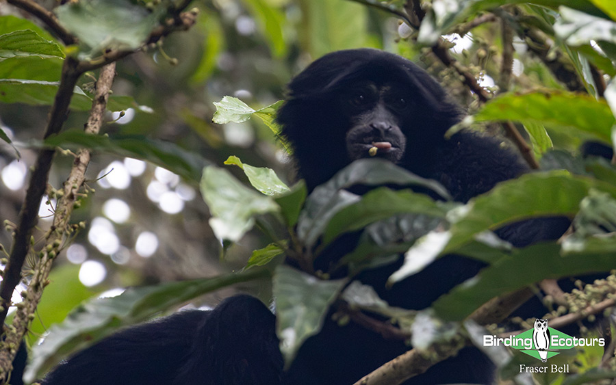 Peninsula Malaysia birding tour report