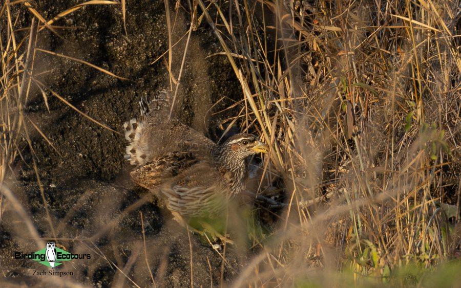 Angola Birding tour report