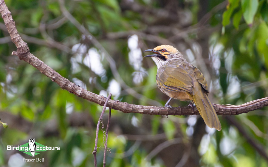 Borneo Sabah birding tour report