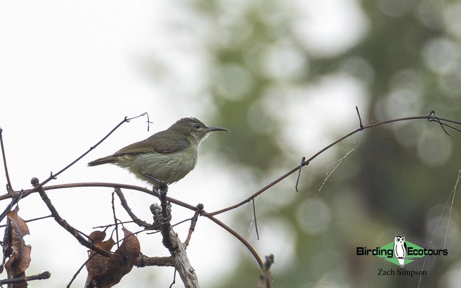 Angola Birding tour report