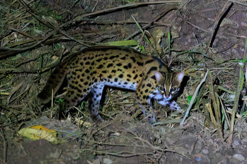 Borneo Sabah birding tour report