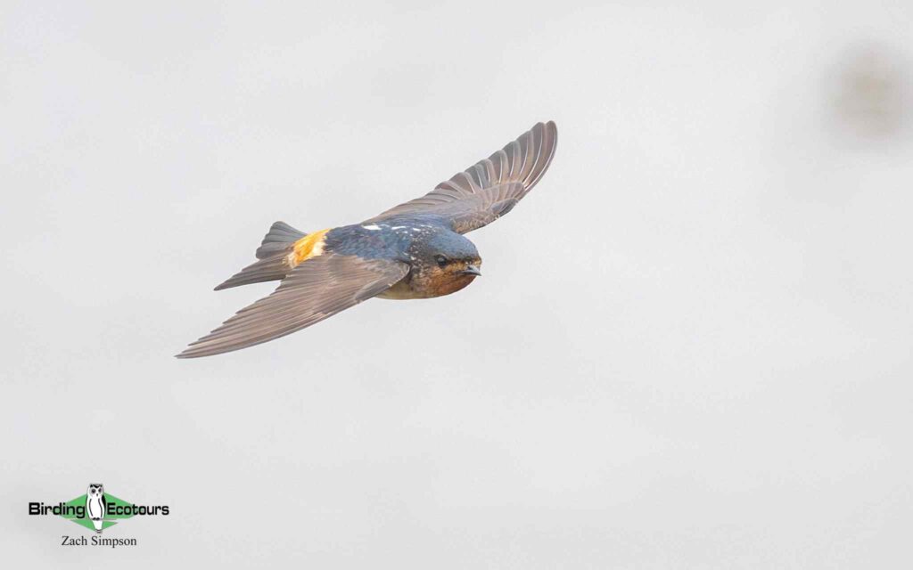 Angola Birding tour report