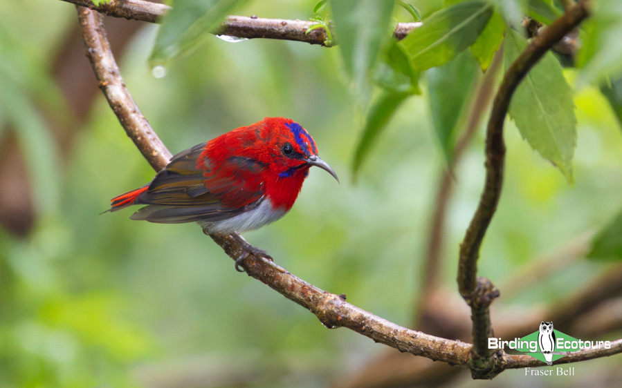 Borneo Sabah birding tour report