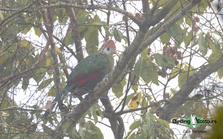 Angola Birding tour report