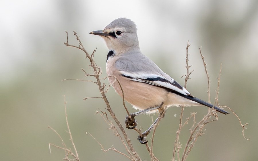 Central Asia Birding Tour