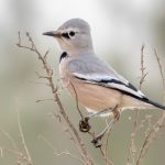 Central Asia Birding Tour