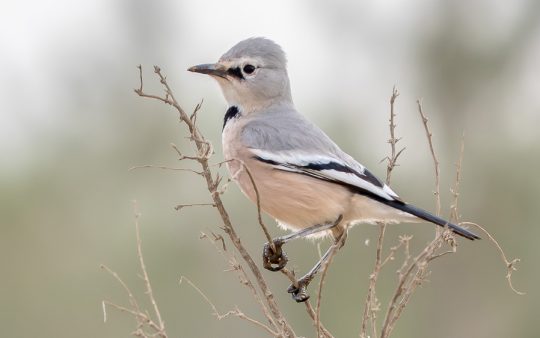 Central Asia Birding Tour