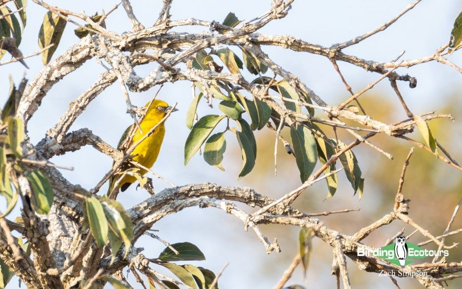 Angola Birding tour report