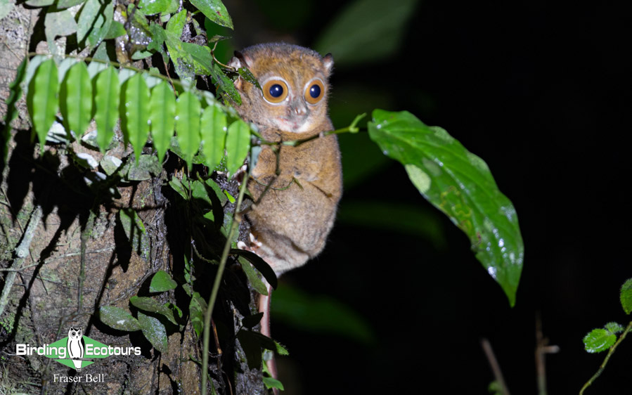 Borneo Sabah birding tour report