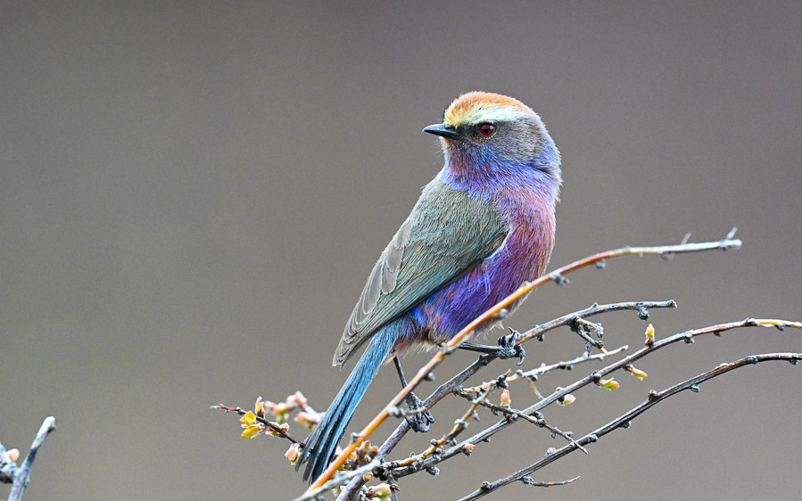 Central Asia Birding Tour
