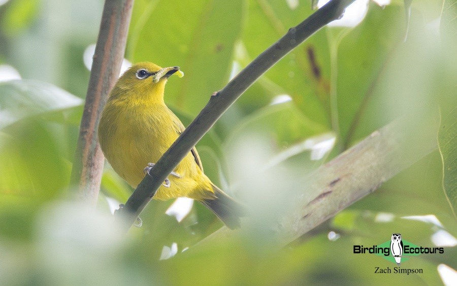 Angola Birding tour report